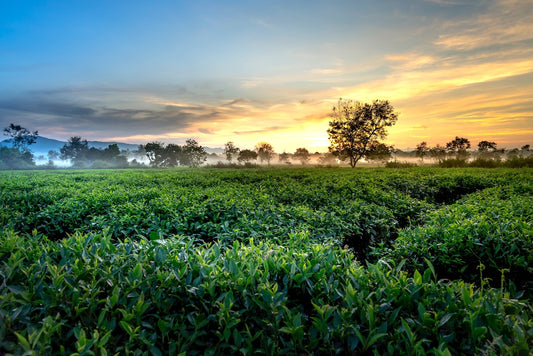 The History Of Tea
