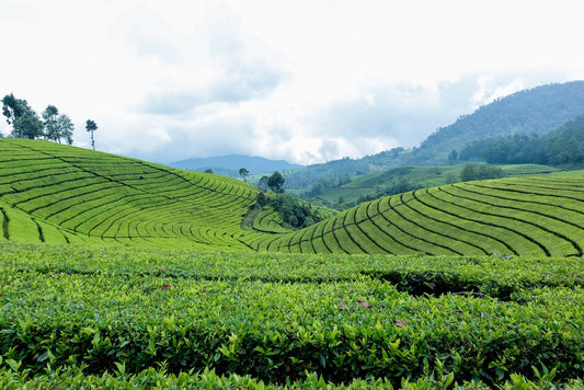 What Is Tea?