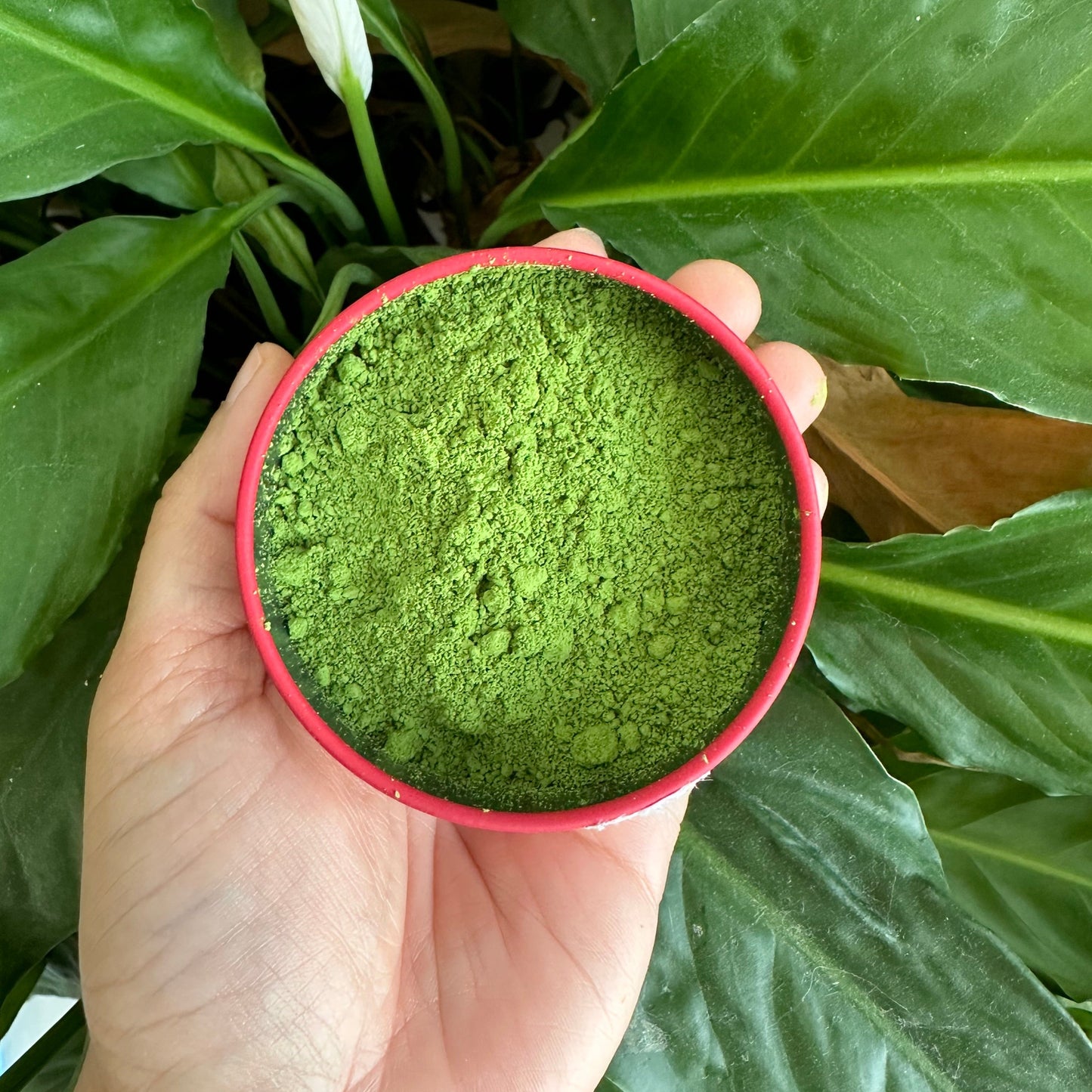 Ceremonial Grade Matcha - Single Cultivar Saemedori