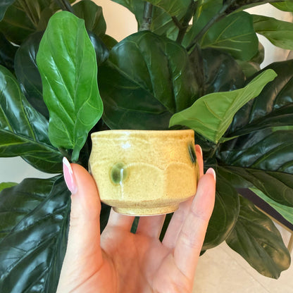 Seiangama: Handmade Mino-yaki Guinomi Cup (5 Piece Set with Wooden Box)