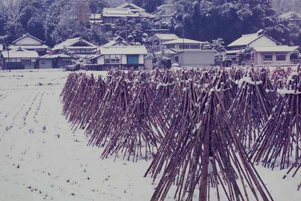 Bamboo drying during winter